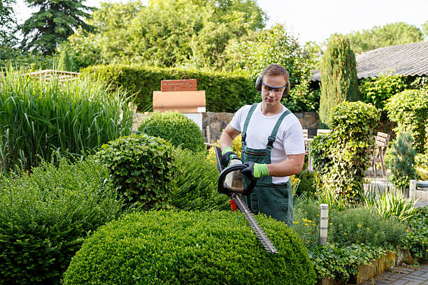 How Our Tree Care Process Works  in  Huachuca City, AZ