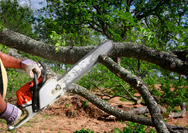 Best Stump Grinding and Removal  in Huachuca City, AZ