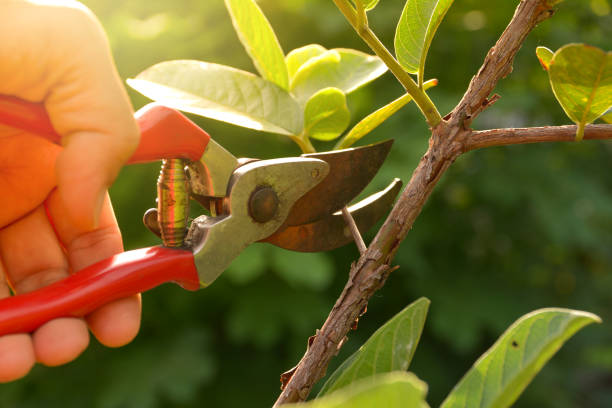 Trusted Huachuca City, AZ Tree Removal Services Experts